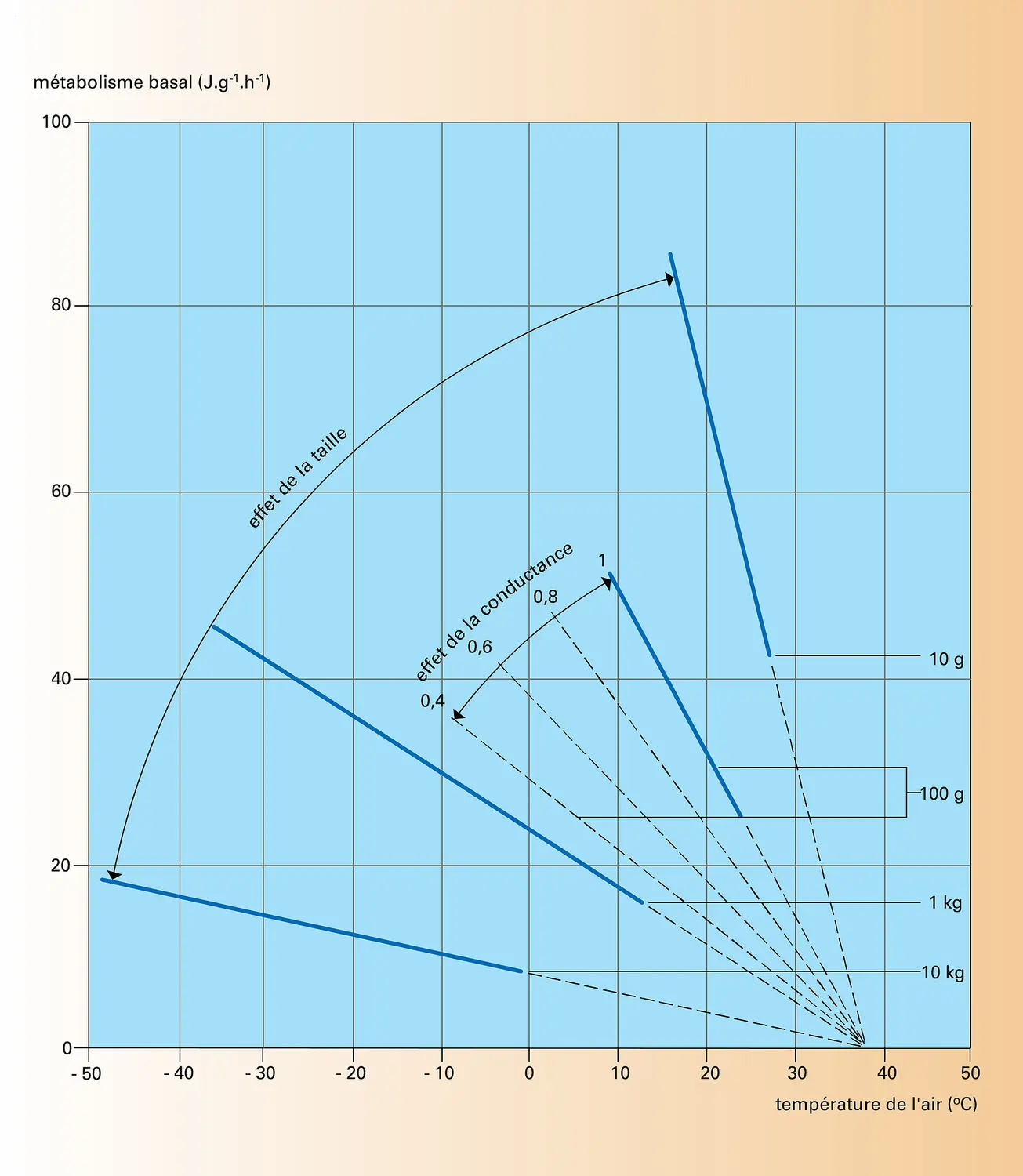 Métabolisme des mammifères lors de températures élevées