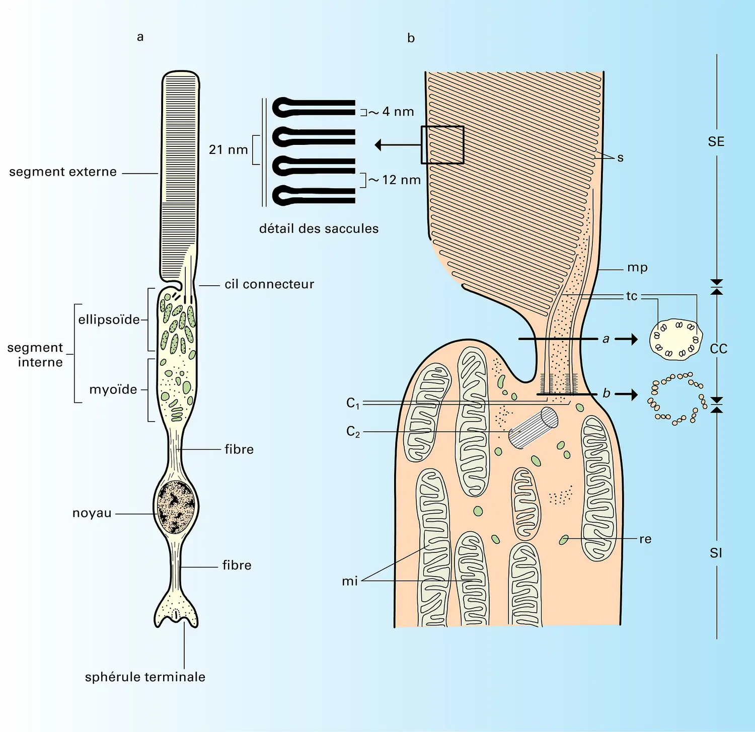 Bâtonnet et segment de section interne