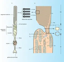 Bâtonnet et segment de section interne - crédits : Encyclopædia Universalis France