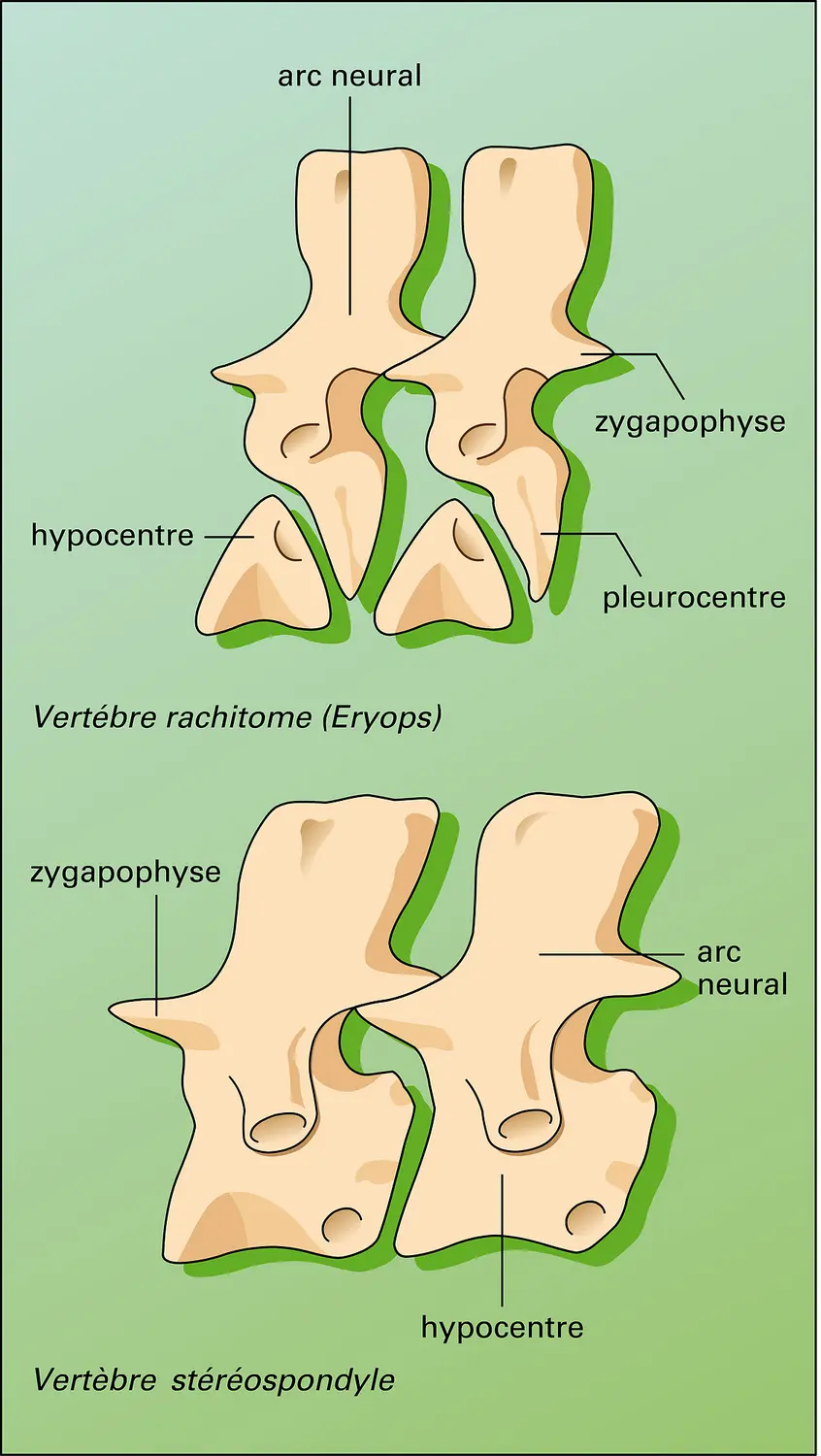 Amphibiens : évolution vertébrale