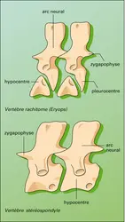 Amphibiens : évolution vertébrale - crédits : Encyclopædia Universalis France