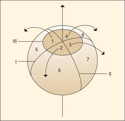 Ségrégation du trophoblaste