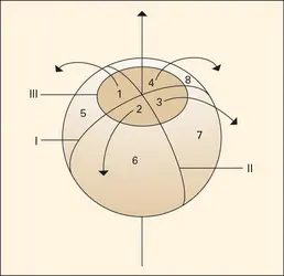 Ségrégation du trophoblaste - crédits : Encyclopædia Universalis France