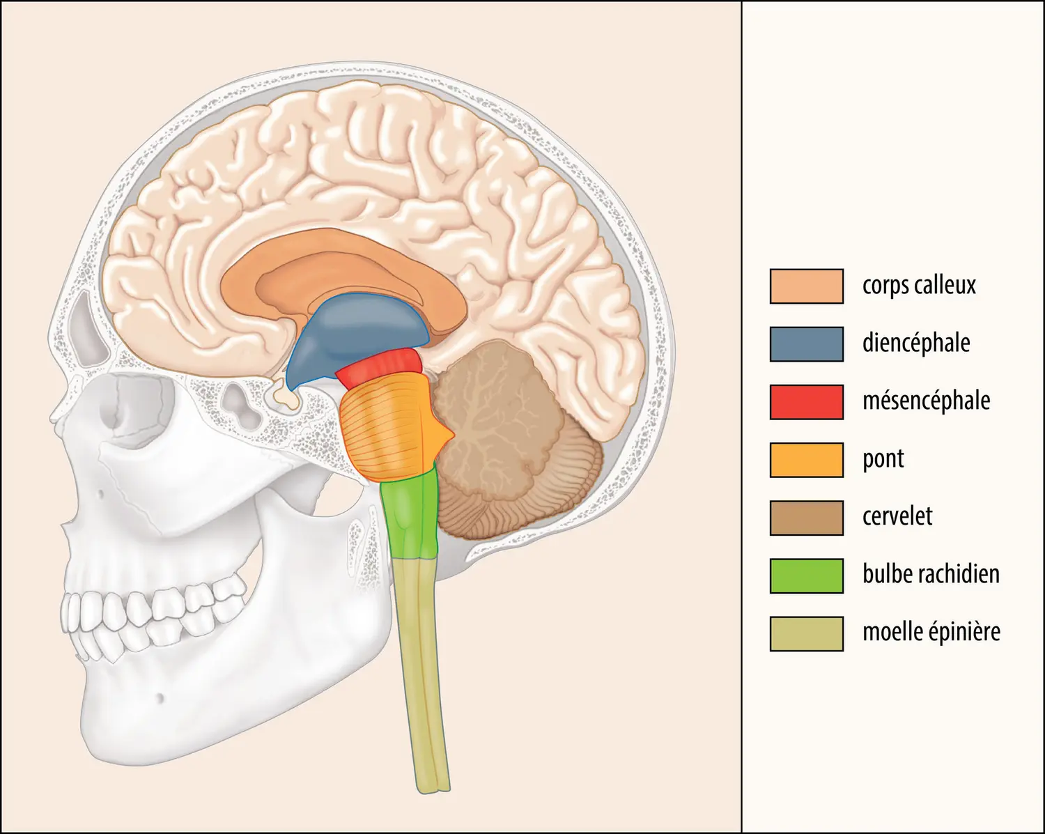 Architecture du cerveau