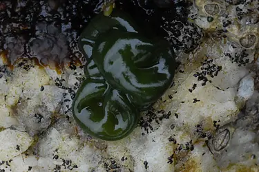 Cyanobactérie : rivulaire (<it>Rivularia bullata</it>) - crédits : B. De Reviers