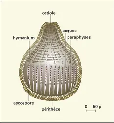 Pyrénomycète - crédits : Encyclopædia Universalis France