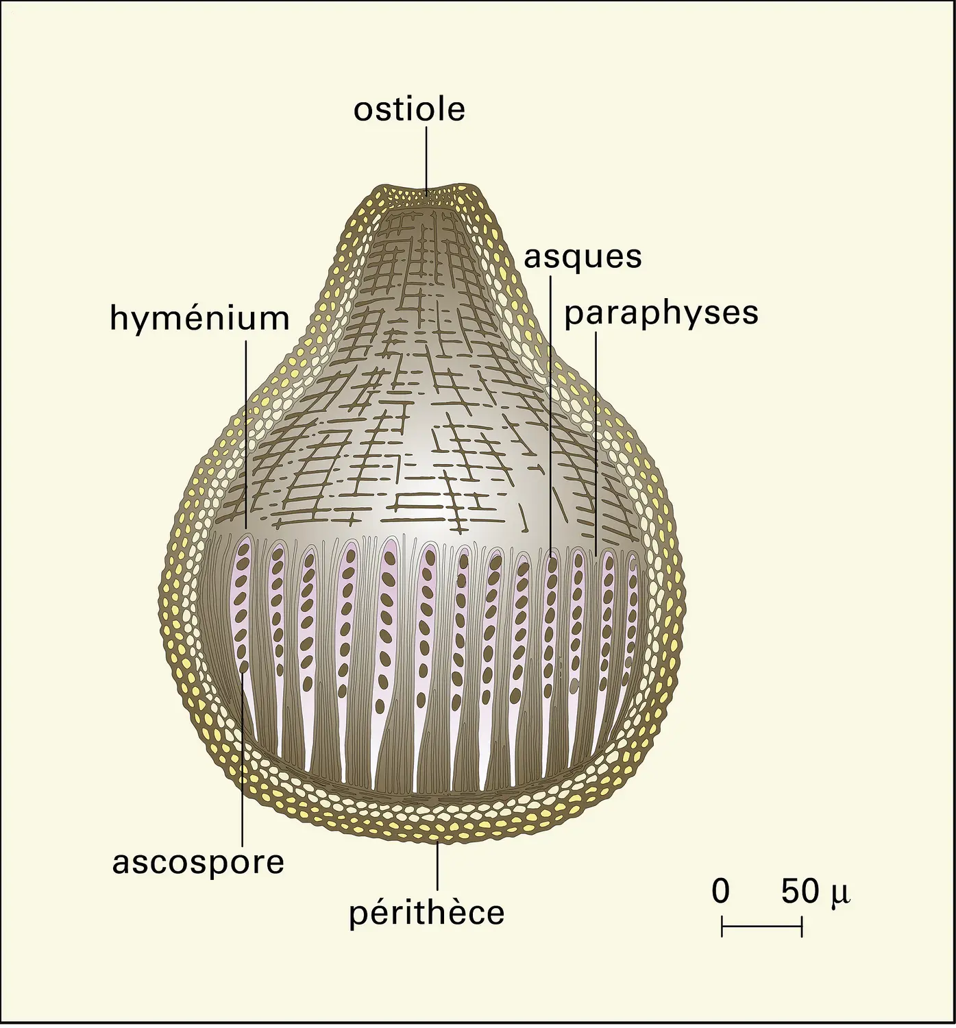 Pyrénomycète