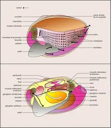 Lamellibranche - crédits : Encyclopædia Universalis France
