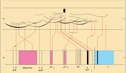 Immuno-électrophorèse - crédits : Encyclopædia Universalis France