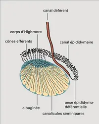 Testicule - crédits : Encyclopædia Universalis France