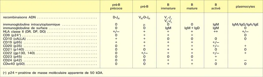 Cellules B : Cytochimie - crédits : Encyclopædia Universalis France