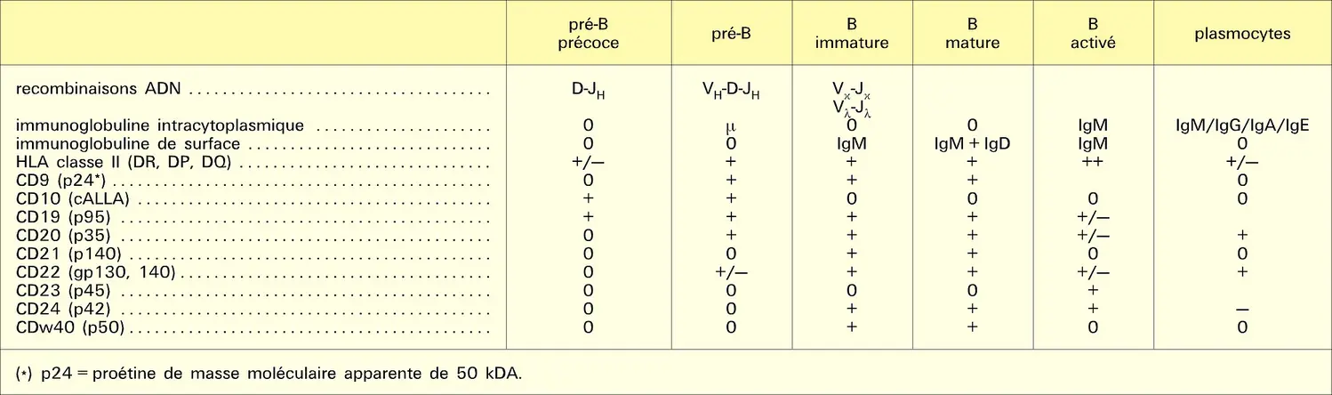 Cellules B : Cytochimie