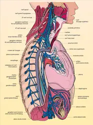 Médiastin postérieur - crédits : Encyclopædia Universalis France