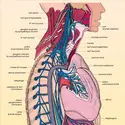 Médiastin postérieur - crédits : Encyclopædia Universalis France