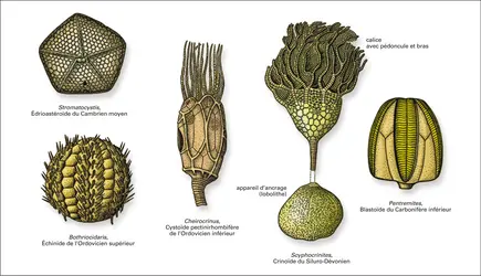 Paléozoïque : échinodermes - crédits : Encyclopædia Universalis France