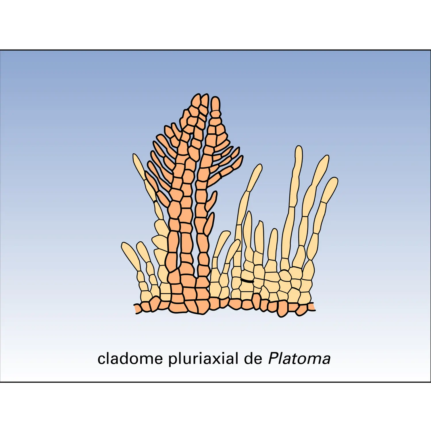 Cladome - vue 2