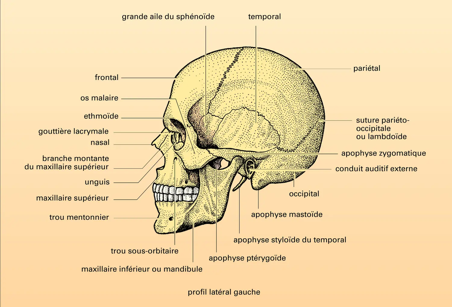 Massif facial : disposition et structure - vue 1