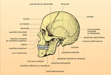Repose tête facial ou cervico-occipital