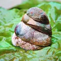 Crépidule (Crepidula fornicata) - crédits : Lynwood M. Chace from The National Audubon Society Collection/Photo Researchers