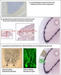 Visualisation des cellules de Purkinje du cervelet dans l’atlas Allen de souris - crédits : Jean-Gaël Barbara ; photos : atlas Allen