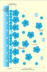 Interphase métal-électrolyte liquide - crédits : Encyclopædia Universalis France