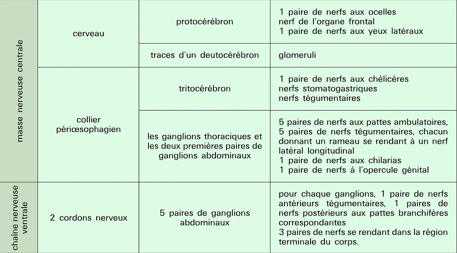 Limules : système nerveux