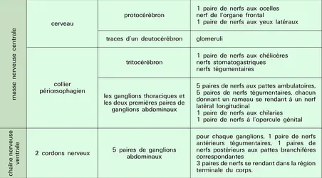 Limules : système nerveux - crédits : Encyclopædia Universalis France
