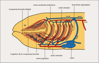 Electrophorus : appareil respiratoire accessoire buccal - crédits : Encyclopædia Universalis France