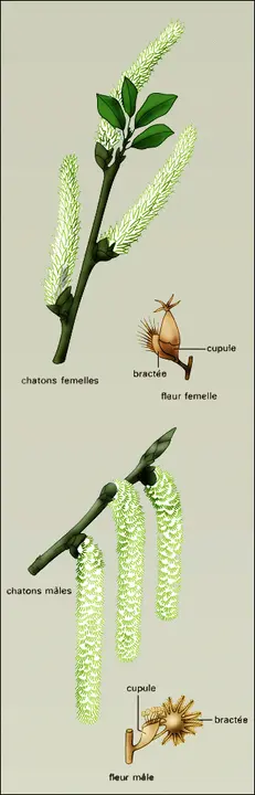 Populus davidiana Dode