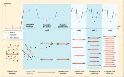 Cinétique d’une réaction de PCR - crédits : Encyclopædia Universalis France