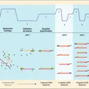 Cinétique d’une réaction de PCR - crédits : Encyclopædia Universalis France