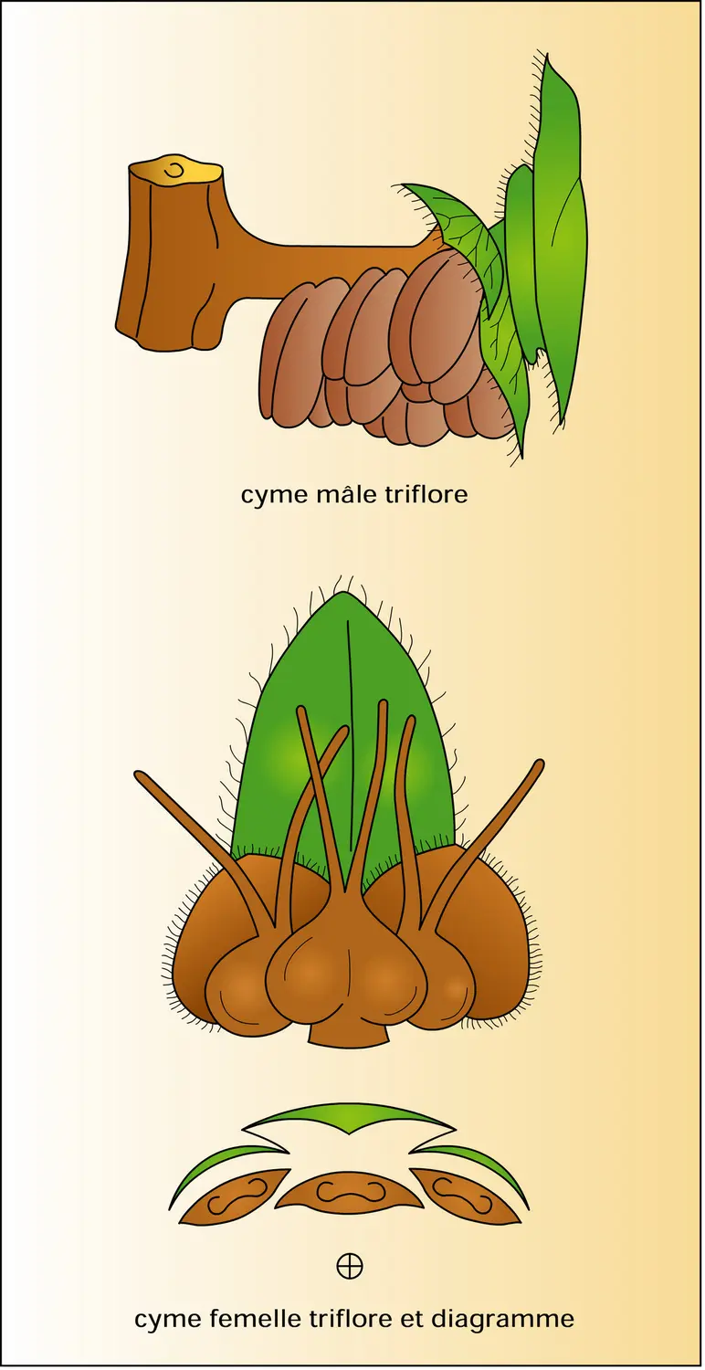 Bouleau verruqueux (appareils reproducteurs) - vue 1