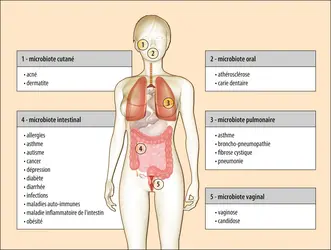 Les divers microbiotes humains - crédits : Encyclopædia Universalis France