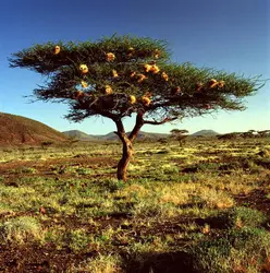 Acacia (avec des nids de tisserins) - crédits : P. Jaccod/ De Agostini/ Getty Images