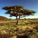 Acacia (avec des nids de tisserins) - crédits : P. Jaccod/ De Agostini/ Getty Images