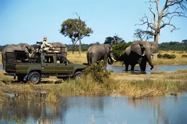 Safari-photo au Bostwana - crédits : Chris Harvey/ The Image Bank/ Getty Images