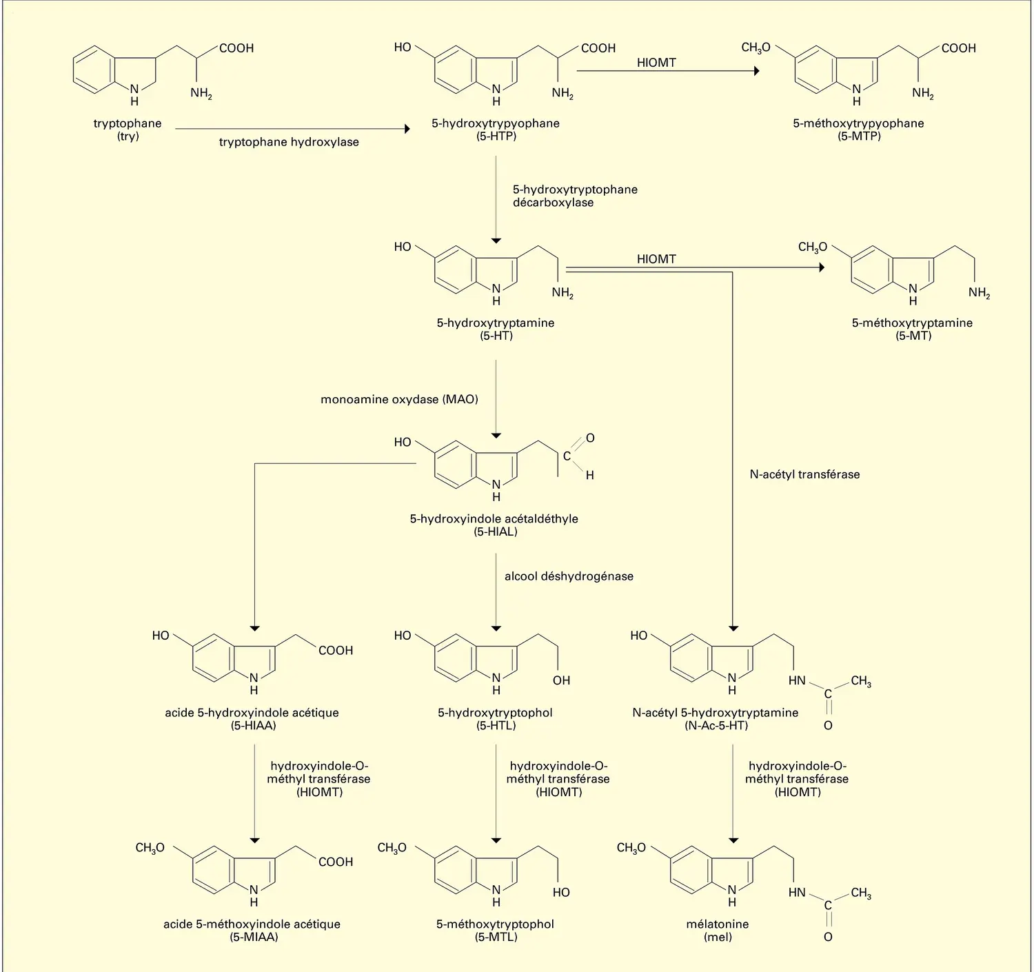 Dérivés hydroxy- et méthoxy-indoliques dans la glande pinéale