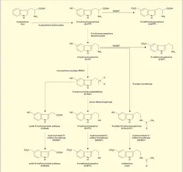 Dérivés hydroxy- et méthoxy-indoliques dans la glande pinéale - crédits : Encyclopædia Universalis France