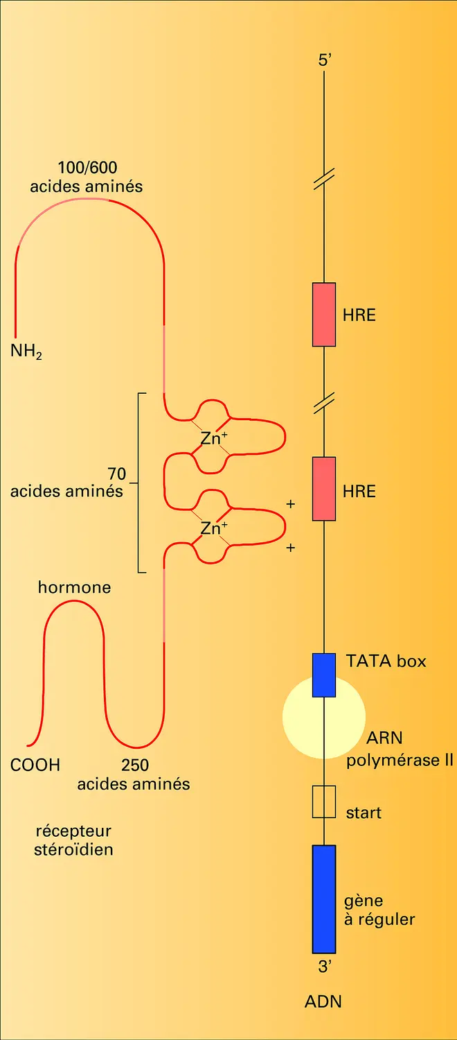 Interaction récepteur stéroïdien-ADN