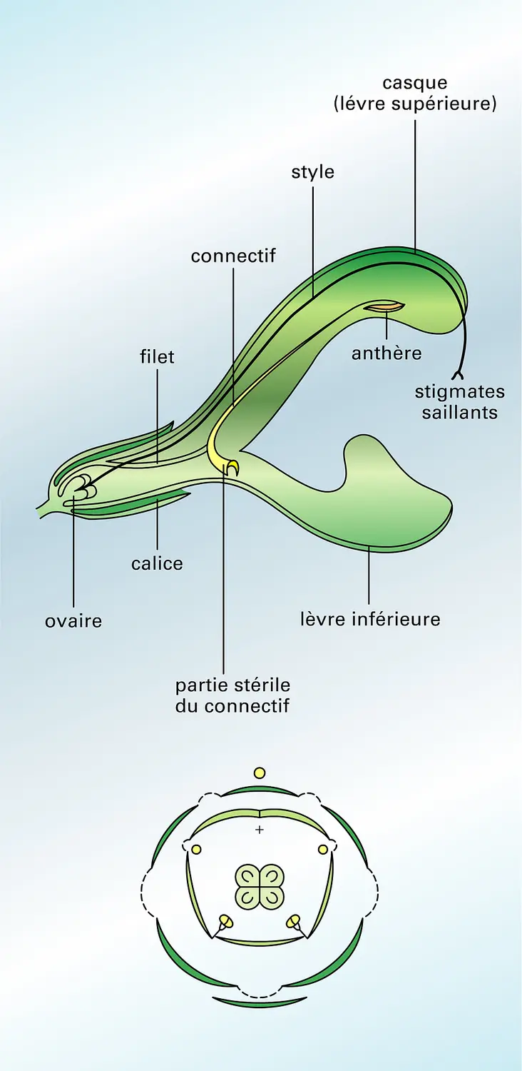 Sauge des prés : structure de la fleur