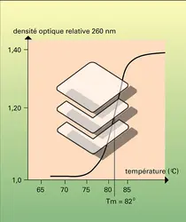 Température de fusion de l'ADN - crédits : Encyclopædia Universalis France