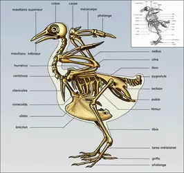 Pigeon : squelette - crédits : Encyclopædia Universalis France