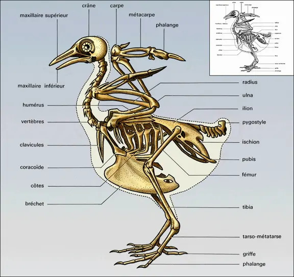 Pigeon : squelette