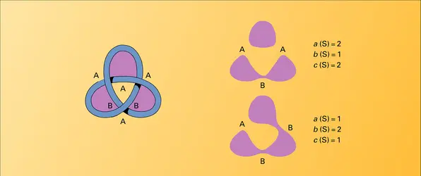 Exemples d'états du nœud de trèfle - crédits : Encyclopædia Universalis France