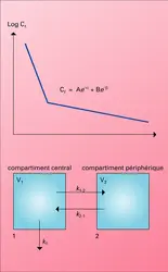 Courbe de décroissance plasmatique - crédits : Encyclopædia Universalis France