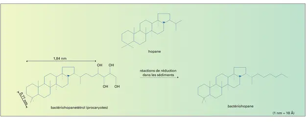 Bio-hopanoïdes - crédits : Encyclopædia Universalis France