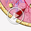 Coagulation sanguine - crédits : Planeta Actimedia S.A.© Encyclopædia Universalis France pour la version française.