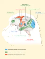 Vision des couleurs chez les Primates - crédits : Encyclopædia Universalis France