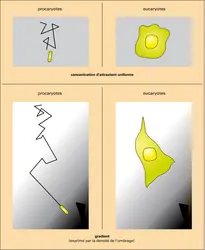 Chimiotaxie - crédits : Encyclopædia Universalis France