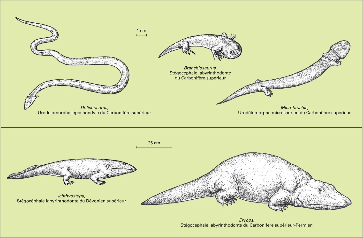 Paléozoïque : amphibiens